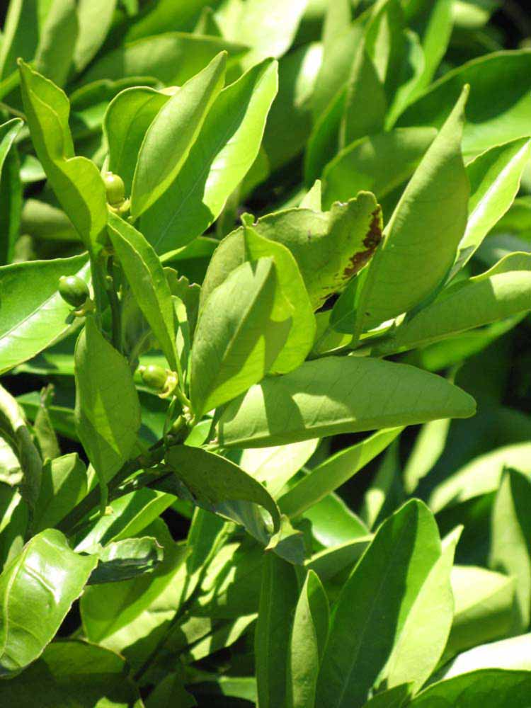              Sun leaves (Winter Haven, FL)       